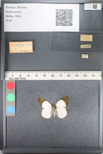 Media type: image;   Entomology 131629